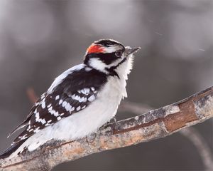 Preview wallpaper bird, snow, branch, color, bright