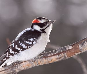 Preview wallpaper bird, snow, branch, color, bright