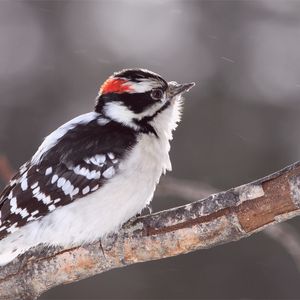 Preview wallpaper bird, snow, branch, color, bright