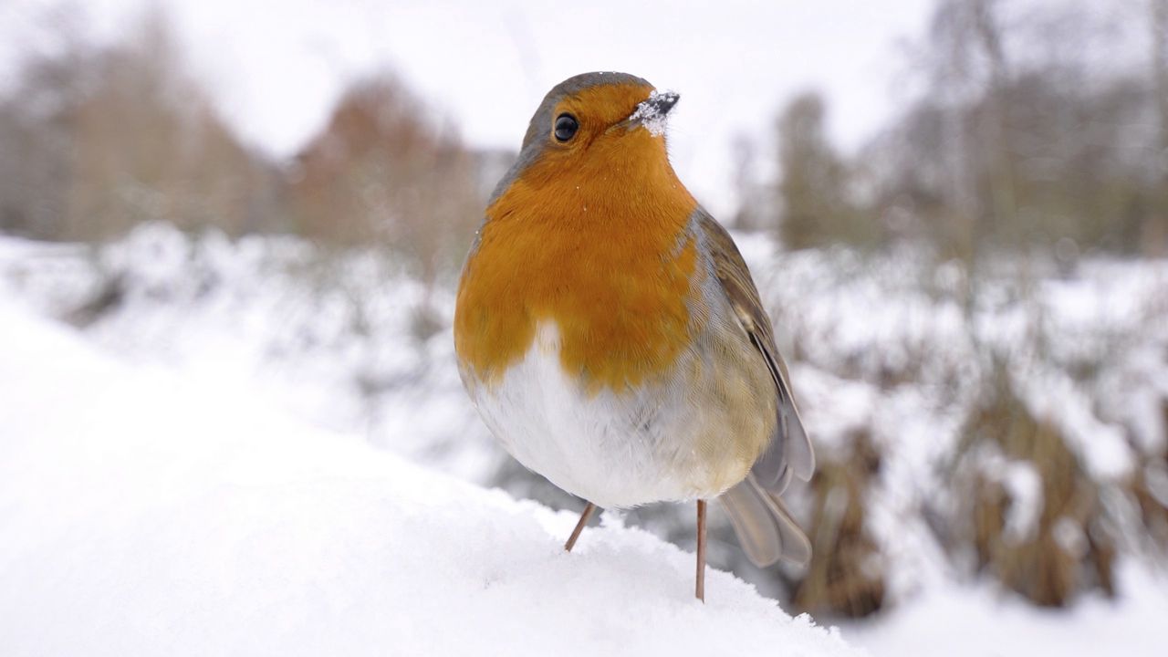 Wallpaper bird, snow, winter, white, orange