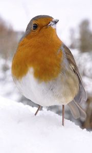 Preview wallpaper bird, snow, winter, white, orange