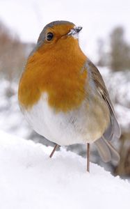 Preview wallpaper bird, snow, winter, white, orange