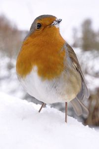 Preview wallpaper bird, snow, winter, white, orange