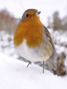 Preview wallpaper bird, snow, winter, white, orange