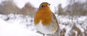 Preview wallpaper bird, snow, winter, white, orange