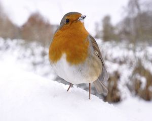 Preview wallpaper bird, snow, winter, white, orange