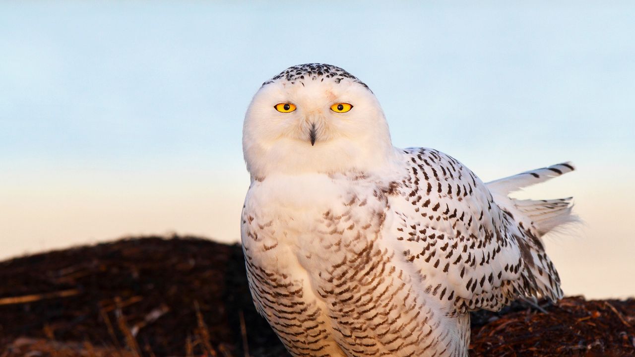 Wallpaper bird, snowy owl, eyes, light