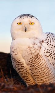 Preview wallpaper bird, snowy owl, eyes, light