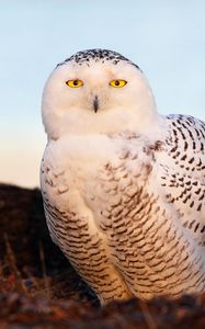 Preview wallpaper bird, snowy owl, eyes, light