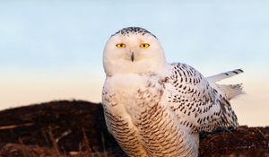 Preview wallpaper bird, snowy owl, eyes, light