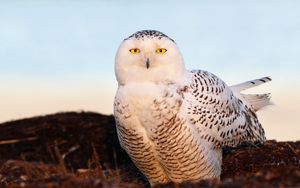 Preview wallpaper bird, snowy owl, eyes, light
