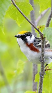 Preview wallpaper bird, sparrow, branch, sit