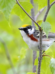 Preview wallpaper bird, sparrow, branch, sit