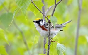Preview wallpaper bird, sparrow, branch, sit