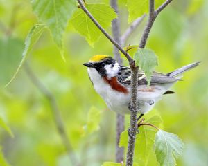 Preview wallpaper bird, sparrow, branch, sit