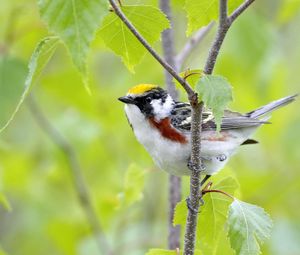 Preview wallpaper bird, sparrow, branch, sit