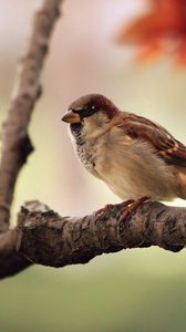 Preview wallpaper bird, sparrow, branch