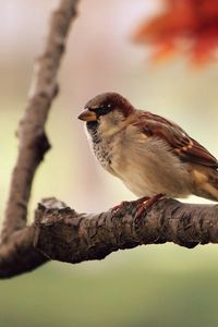 Preview wallpaper bird, sparrow, branch