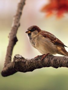 Preview wallpaper bird, sparrow, branch