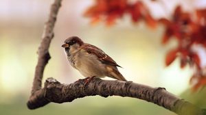 Preview wallpaper bird, sparrow, branch
