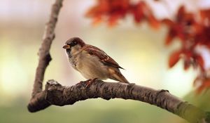 Preview wallpaper bird, sparrow, branch