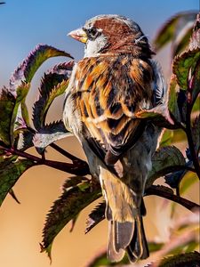 Preview wallpaper bird, sparrow, branches, leaves