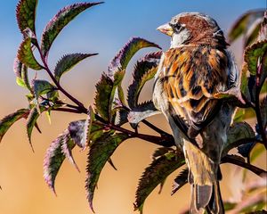 Preview wallpaper bird, sparrow, branches, leaves