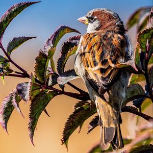 Preview wallpaper bird, sparrow, branches, leaves