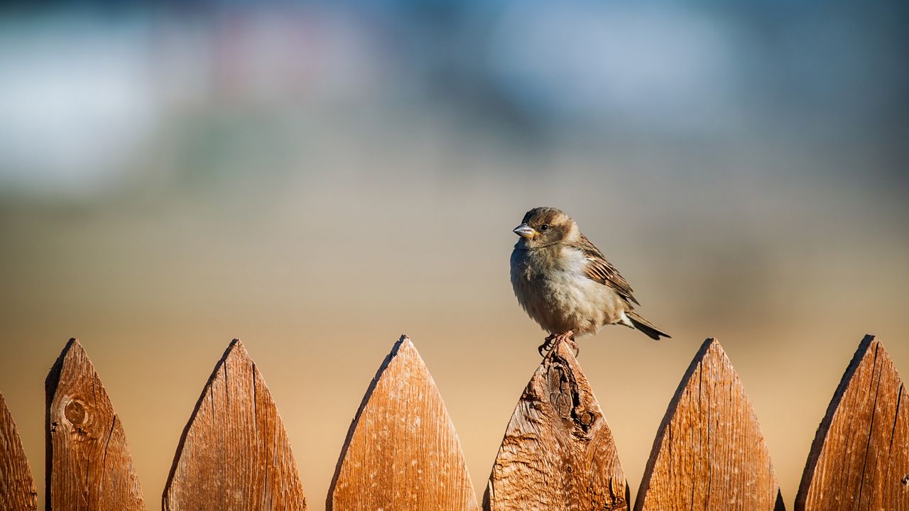 Wallpaper bird, sparrow, fence, sky