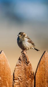 Preview wallpaper bird, sparrow, fence, sky