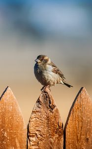 Preview wallpaper bird, sparrow, fence, sky