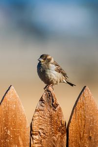 Preview wallpaper bird, sparrow, fence, sky