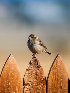 Preview wallpaper bird, sparrow, fence, sky