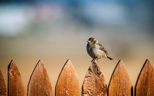 Preview wallpaper bird, sparrow, fence, sky