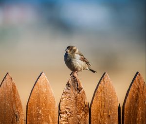 Preview wallpaper bird, sparrow, fence, sky