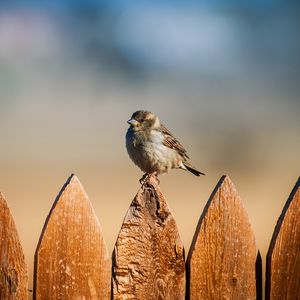 Preview wallpaper bird, sparrow, fence, sky