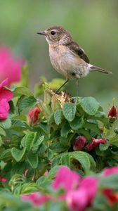 Preview wallpaper bird, sparrow, flowers, grass