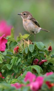 Preview wallpaper bird, sparrow, flowers, grass