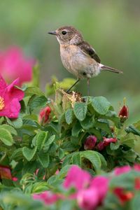 Preview wallpaper bird, sparrow, flowers, grass