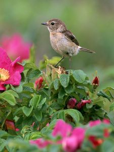 Preview wallpaper bird, sparrow, flowers, grass