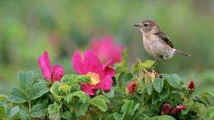 Preview wallpaper bird, sparrow, flowers, grass