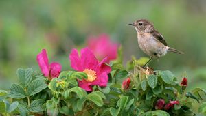 Preview wallpaper bird, sparrow, flowers, grass