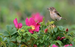 Preview wallpaper bird, sparrow, flowers, grass