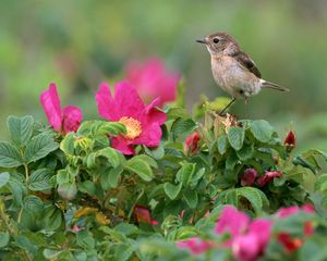 Preview wallpaper bird, sparrow, flowers, grass