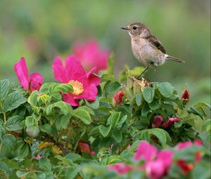 Preview wallpaper bird, sparrow, flowers, grass