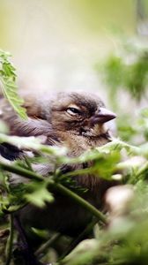 Preview wallpaper bird, sparrow, green, vegetation