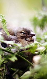 Preview wallpaper bird, sparrow, green, vegetation