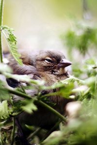 Preview wallpaper bird, sparrow, green, vegetation