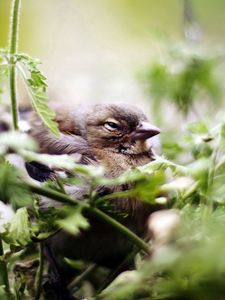 Preview wallpaper bird, sparrow, green, vegetation