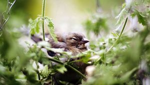 Preview wallpaper bird, sparrow, green, vegetation